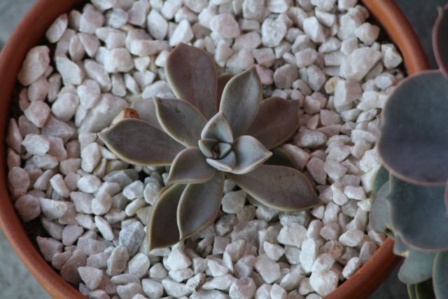 Graptopetalum Paraquayense